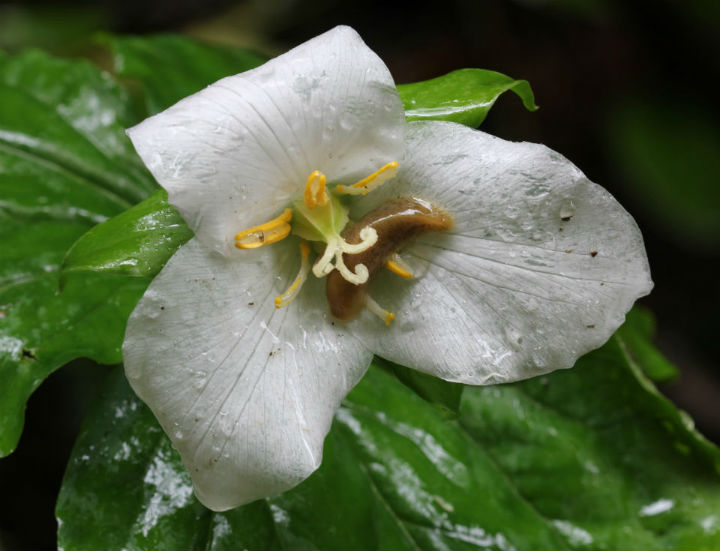 Trillium